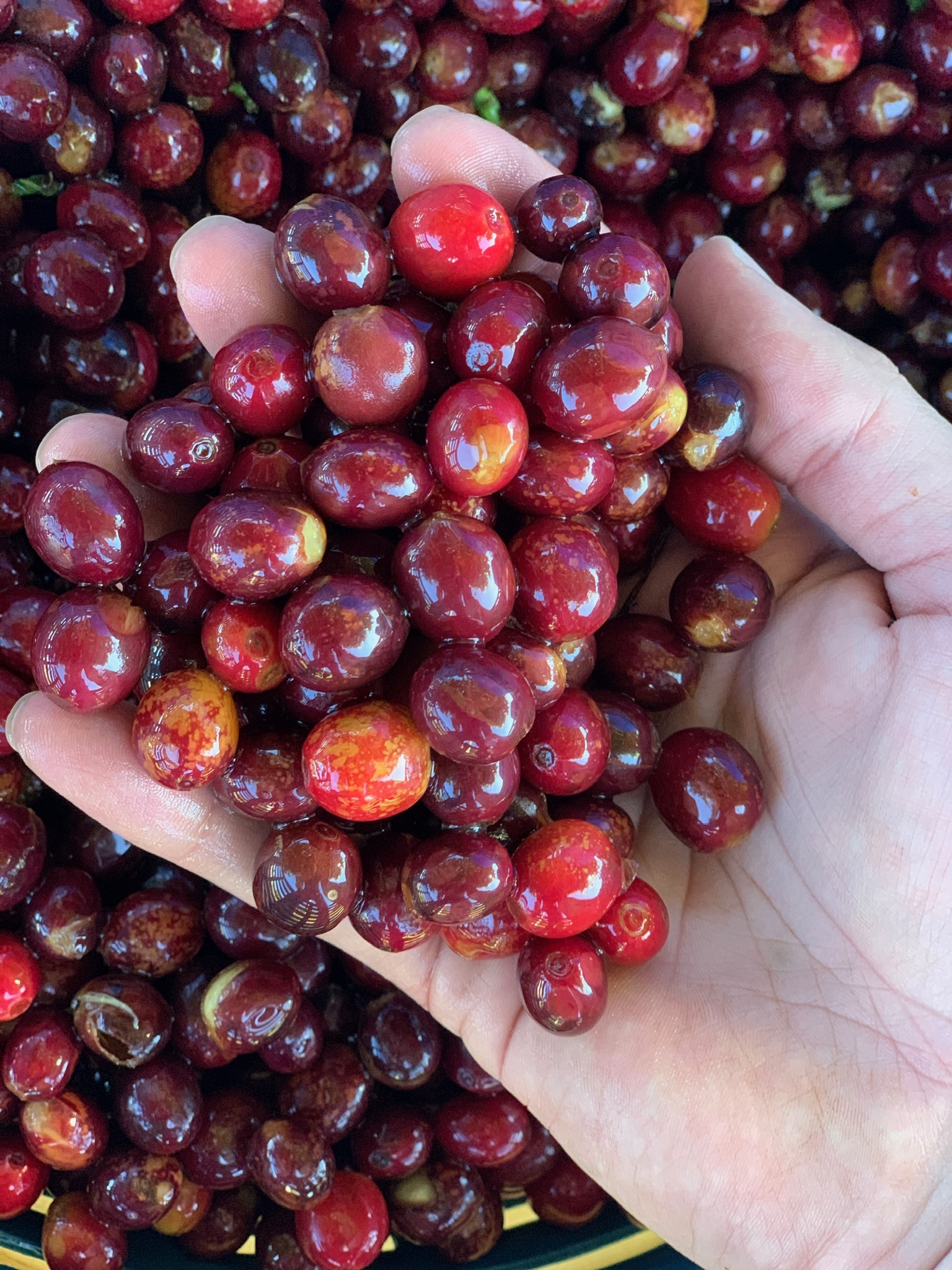 Cultivo de café: compromiso de AgriCost con la gestión agrícola en Latinoamérica