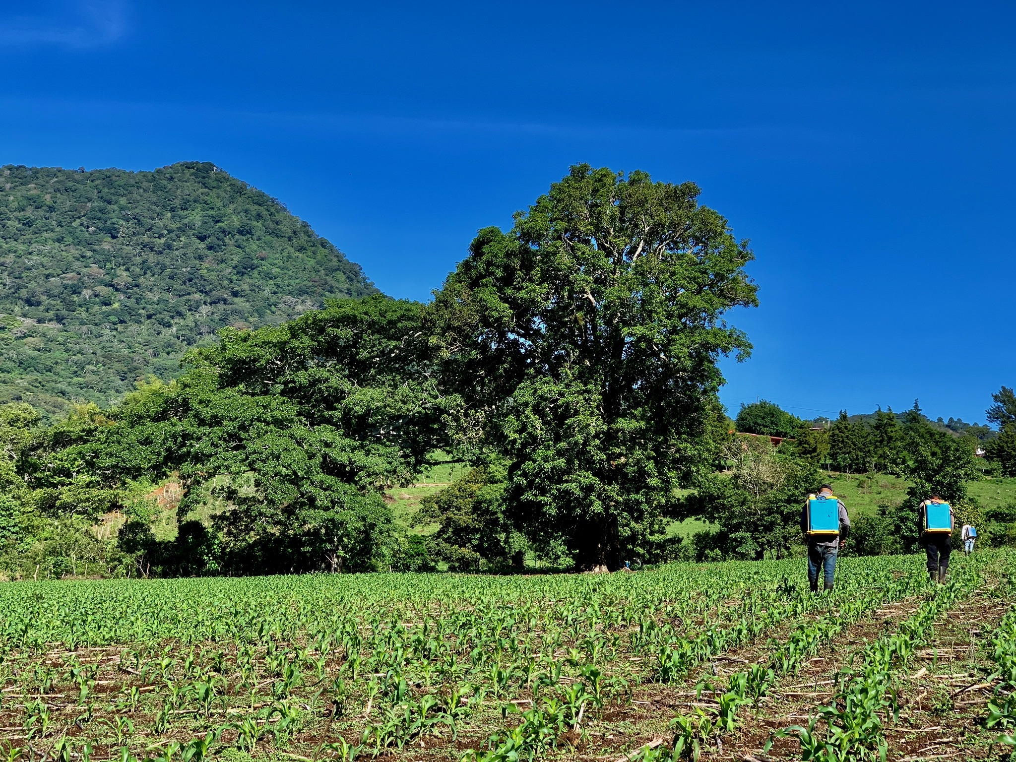 Beneficios de AgriCost: rentabilidad agrícola y gestión de costos de producción